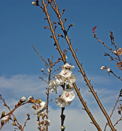 a0001354_2231850.gif