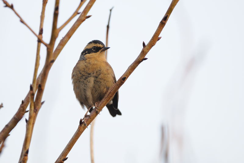 秋の渡りの野鳥―6(ヤマヒバリ)_d0099854_19131735.jpg