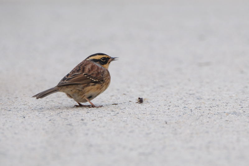 秋の渡りの野鳥―6(ヤマヒバリ)_d0099854_19143144.jpg