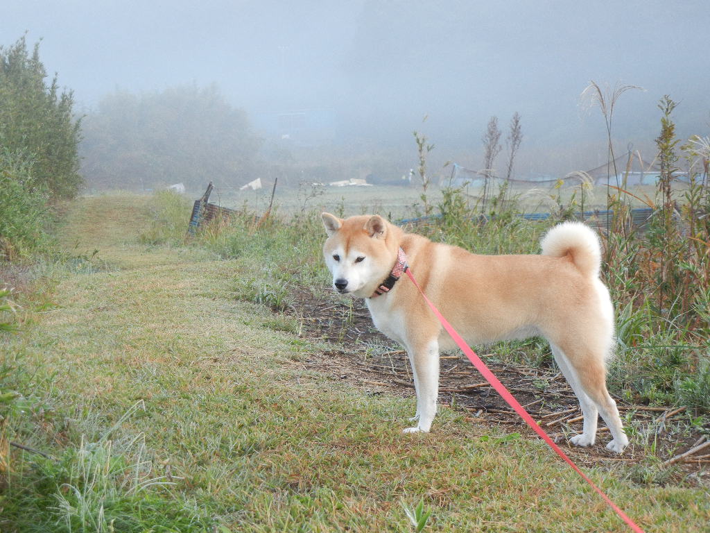 2011年11月13日(日)日が過ぎるのが早くなったよ!_f0060461_1131695.jpg
