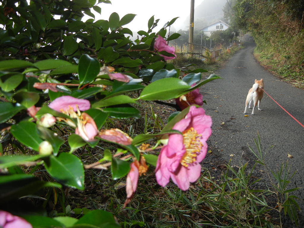 2011年11月13日(日)日が過ぎるのが早くなったよ!_f0060461_11333037.jpg