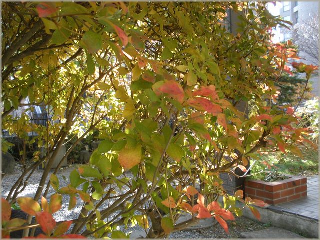 今年は紅葉が奇麗です_d0150967_23265824.jpg