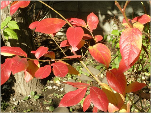 今年は紅葉が奇麗です_d0150967_2332112.jpg