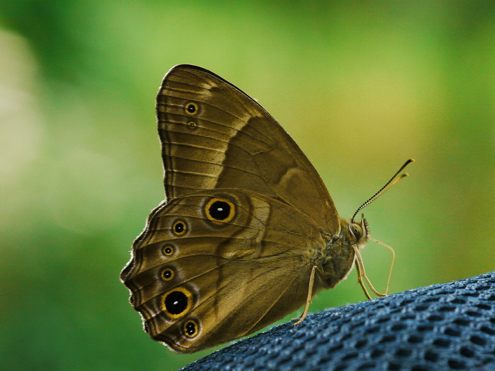 ヒカゲチョウ　　雌雄比較と朝の開翅画像　　_a0146869_0231719.jpg