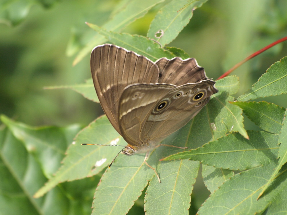 ヒカゲチョウ　　雌雄比較と朝の開翅画像　　_a0146869_0233621.jpg