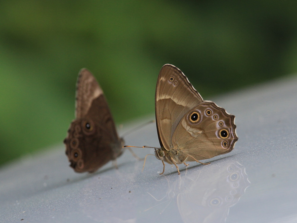 ヒカゲチョウ　　雌雄比較と朝の開翅画像　　_a0146869_0262970.jpg