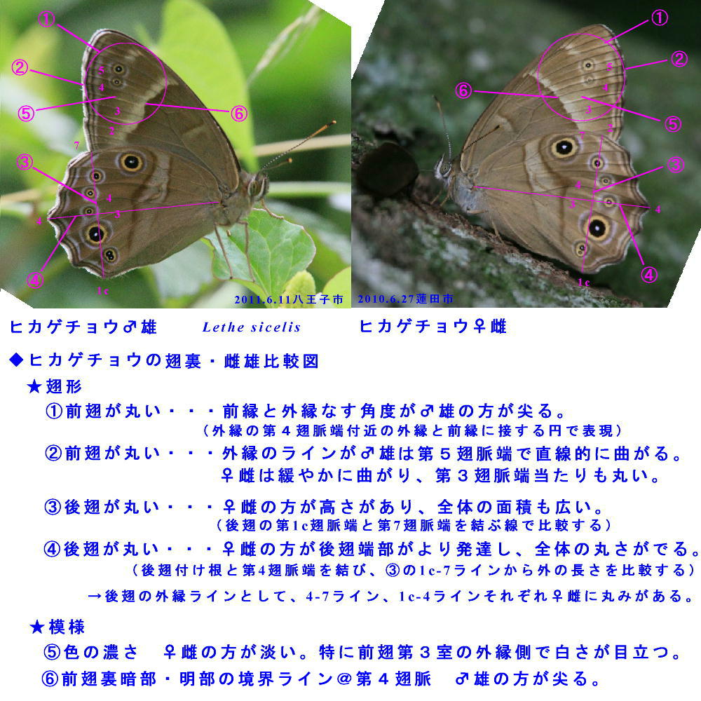 ヒカゲチョウ 雌雄比較と朝の開翅画像 蝶鳥ウォッチング ヒカゲチョウ 雌雄比較と朝の開翅画像 蝶鳥ウォッチング
