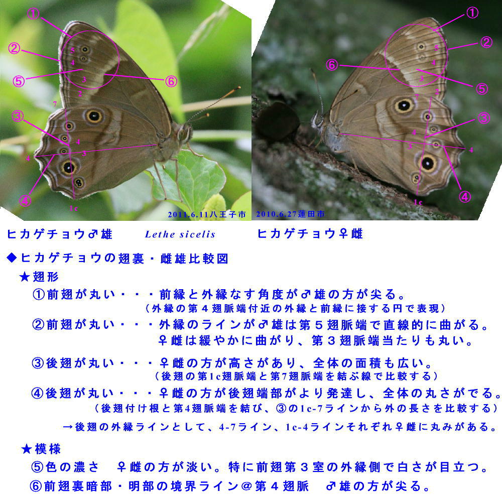 ヒカゲチョウ　　雌雄比較と朝の開翅画像　　_a0146869_0482475.jpg