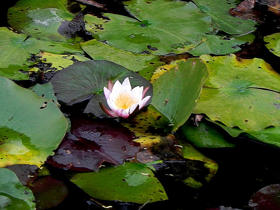c0187781_11061.jpg
