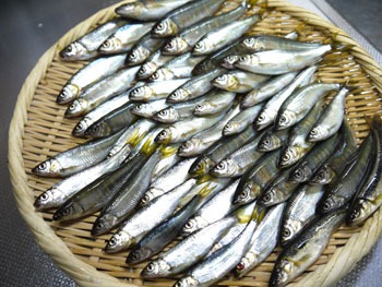追河 オイカワ 多摩川のやまべを食べる Web Sakagawa Ikuko So Nethp終了により移植中21