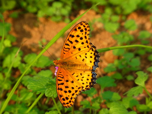 a0214490_17465527.jpg