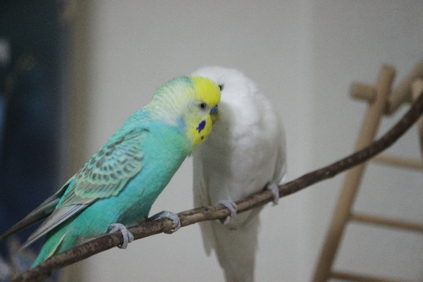 キス上手なハルちゃん 単身赴任のお留守番 キス上手なハルちゃん 単身赴任のお留守番