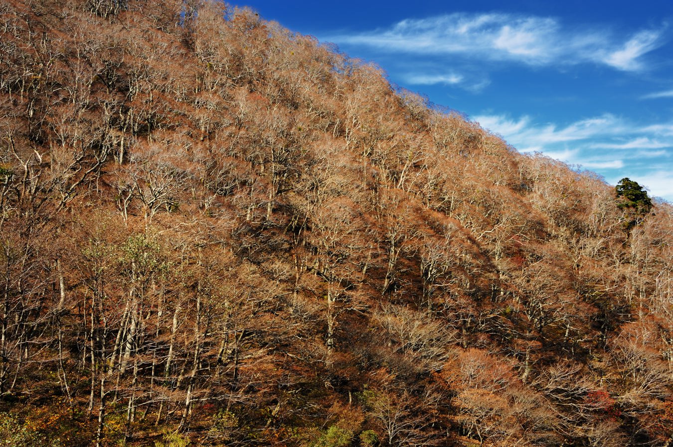 大山(弥山1709m)無雪期17回目_c0138991_2073710.jpg