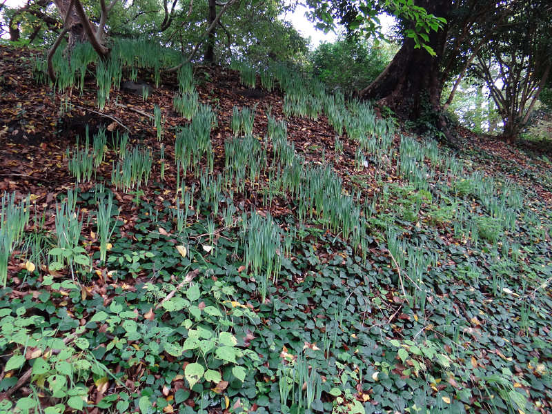 スイセン（舞鶴公園 2011/11/06撮影）_f0204094_6363480.jpg