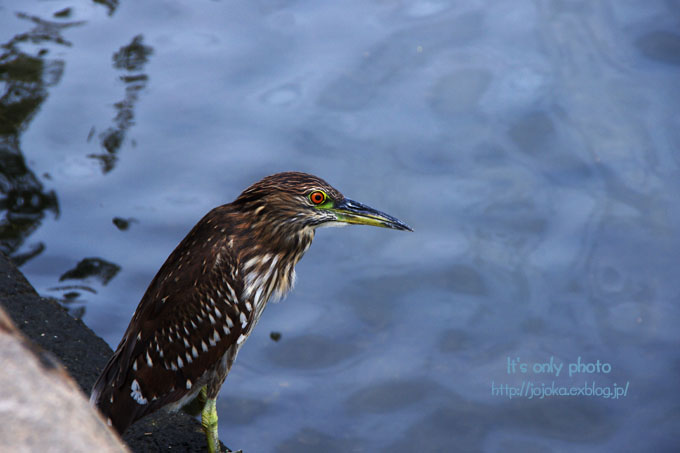 Birds of Ala Wai Canal_e0008800_14353143.jpg