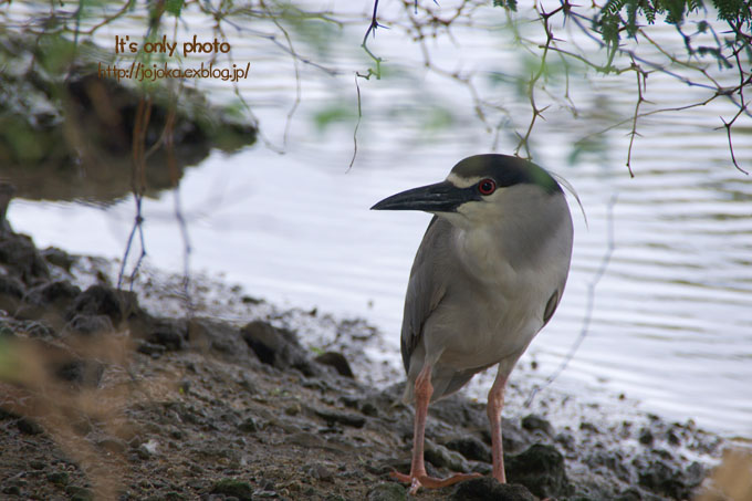 Birds of Ala Wai Canal_e0008800_1435594.jpg