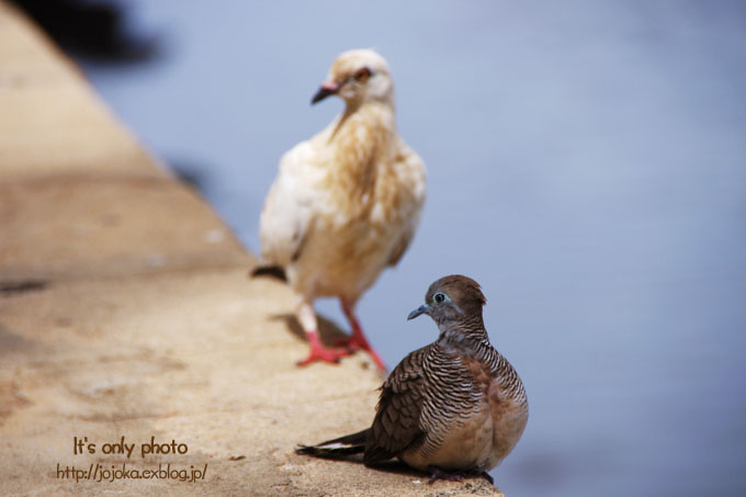 Birds of Ala Wai Canal_e0008800_14391257.jpg