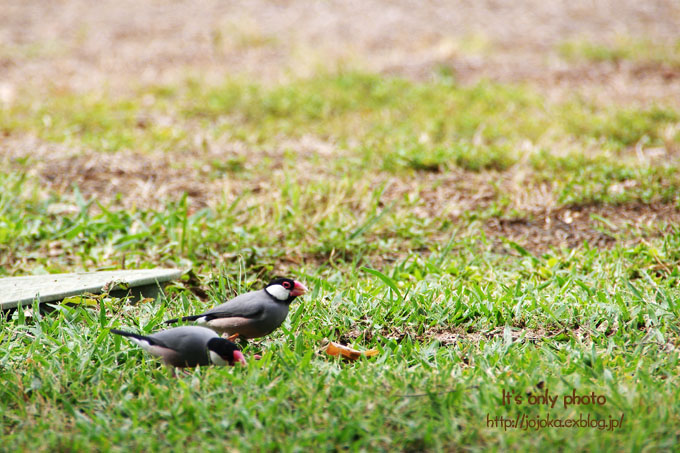 Birds of Ala Wai Canal_e0008800_14472188.jpg