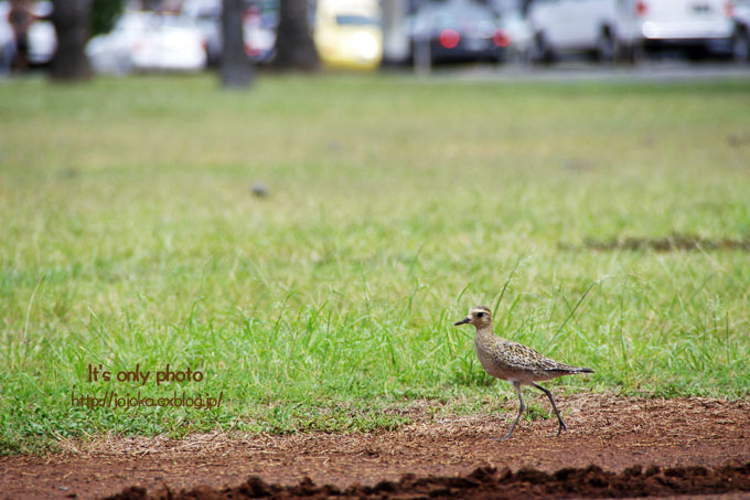 Birds of Ala Wai Canal_e0008800_14475882.jpg