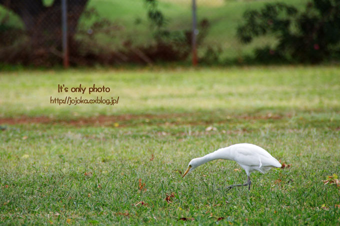 Birds of Ala Wai Canal_e0008800_14482710.jpg