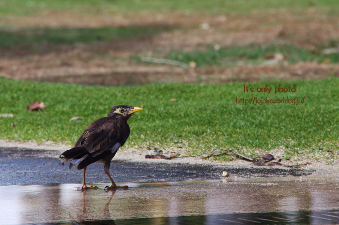 Birds of Ala Wai Canal_e0008800_14484775.jpg