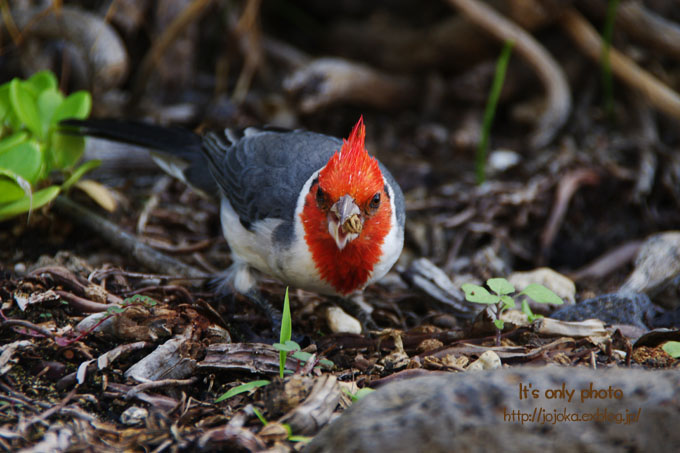 Birds of Ala Wai Canal_e0008800_14494429.jpg