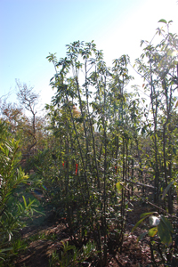 c0049902_123164.jpg