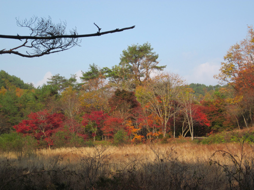 タカドヤ高原の紅葉_c0194003_20433338.jpg