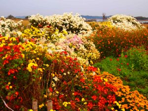 牛久沼の花壇に菜の花とポピーの種まき_a0114807_19561357.jpg