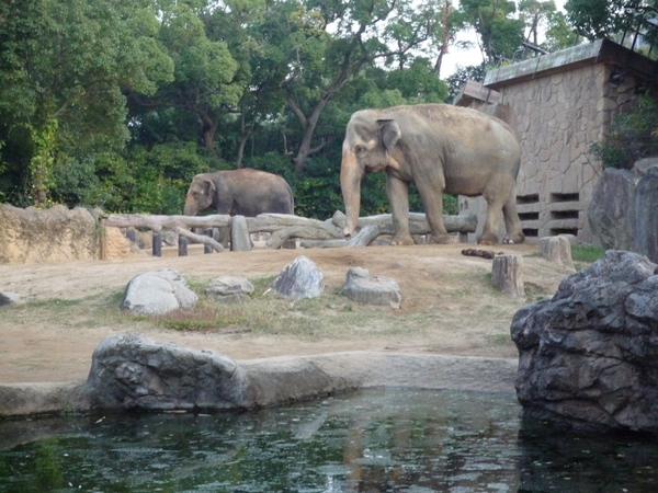 天王寺動物園_b0221508_12111876.jpg