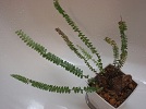 シダ植物(採取産地別)_d0187020_21305380.jpg