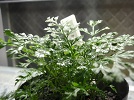 シダ植物(採取産地別)_d0187020_2133451.jpg