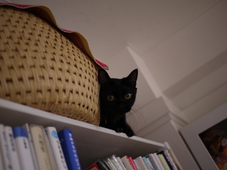 かくれんぼ猫 ろった編。_a0143140_23492365.jpg