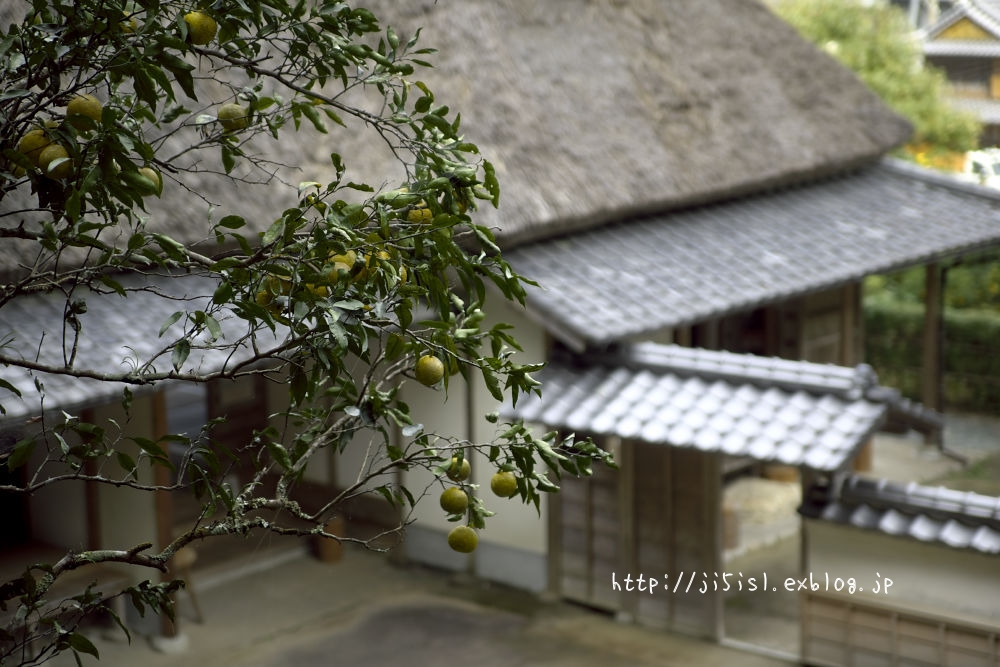 おんしの村は今年も柚子が盛りじゃ 安芸郡北川村_a0078341_2256484.jpg