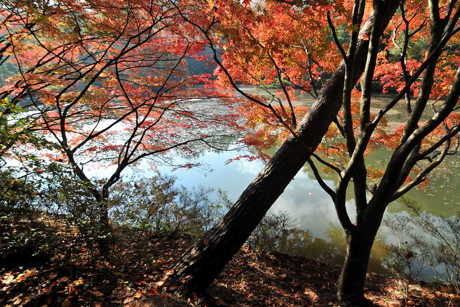 神戸市立森林植物園紅葉_d0148541_1940647.jpg