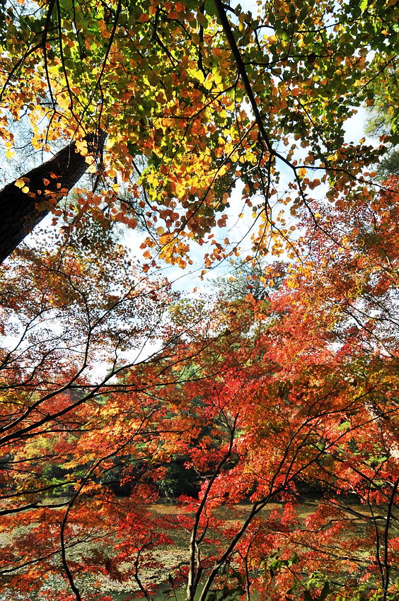 神戸市立森林植物園紅葉_d0148541_19415344.jpg