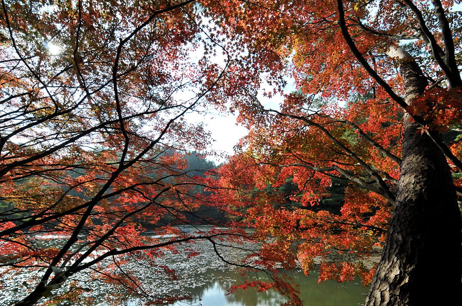 神戸市立森林植物園紅葉_d0148541_1943061.jpg