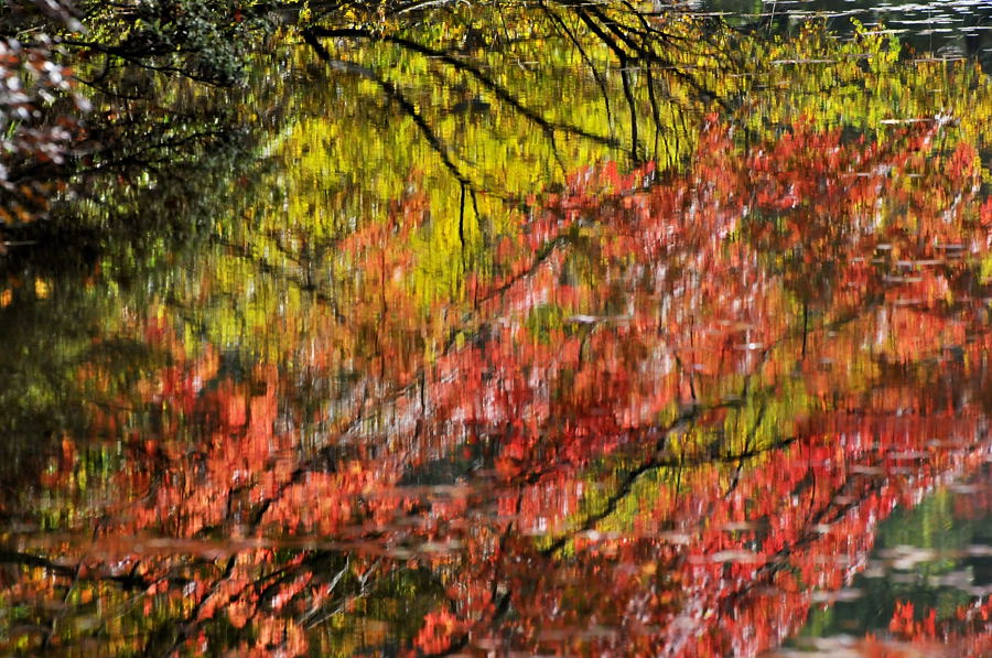 神戸市立森林植物園紅葉_d0148541_19461725.jpg