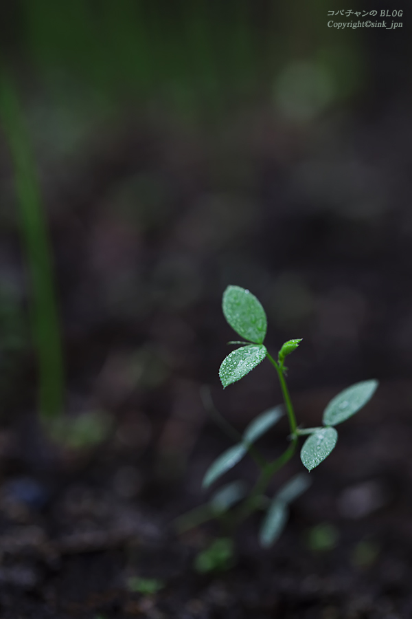 秋に芽吹く_c0009042_6434347.jpg