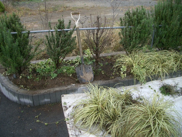 交渉成立(枯れ木整理)_a0155844_16264971.jpg