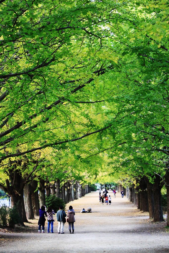 Autumn PARK - 秋の昭和記念公園_a0148747_711177.jpg