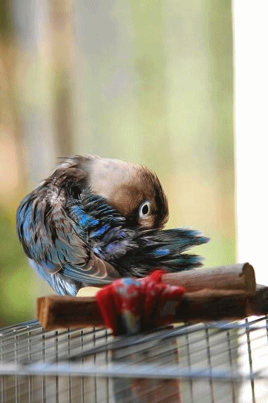 c0145250_2024419.gif