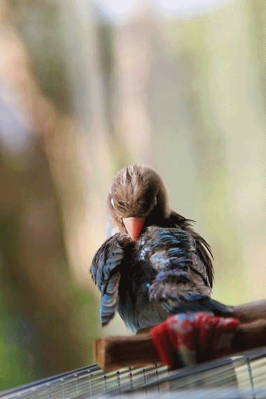 c0145250_20262784.gif