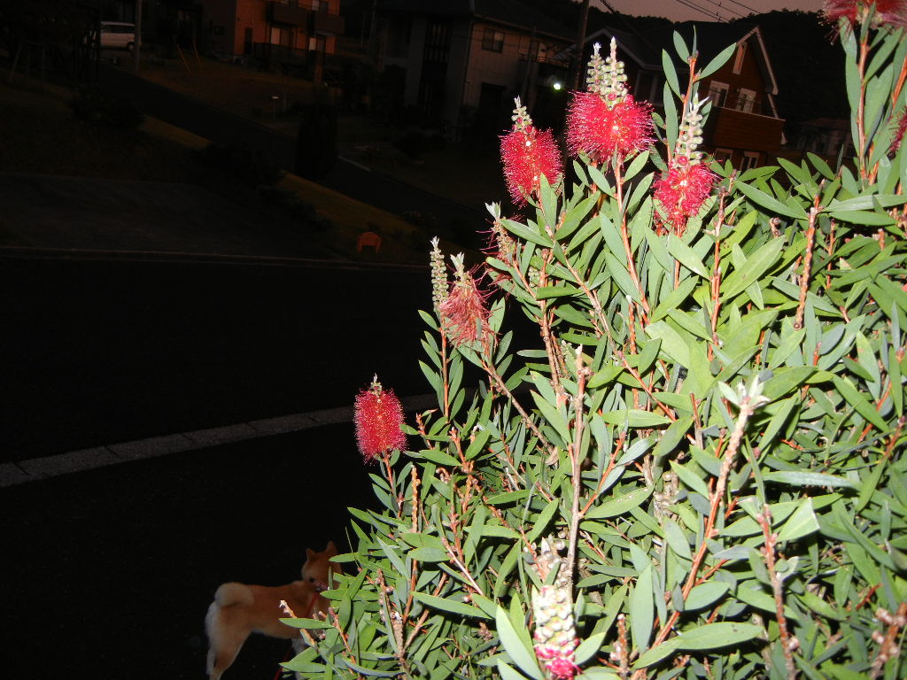 2011年11月14日(月)外に出たくなったよ~!_f0060461_14355790.jpg
