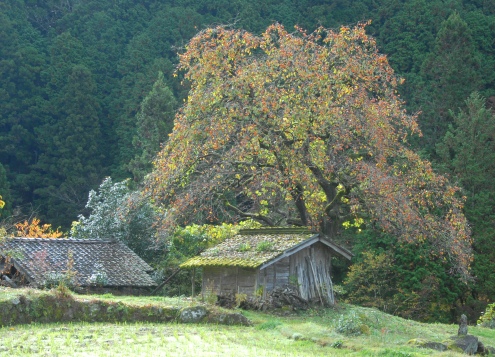 趣味の写真・・・長野県根羽村_b0105374_1321263.jpg