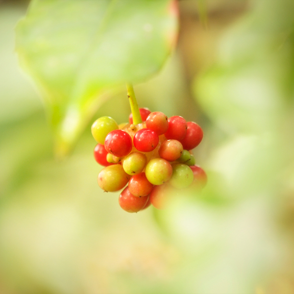 赤塚植物園~11月オフ会その2~_a0161380_10421913.jpg