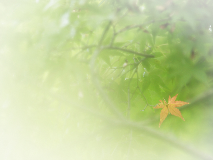 赤塚植物園~11月オフ会その2~_a0161380_10435525.jpg