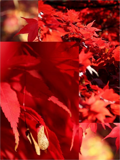 イギリスで紅葉狩り_a0107981_622591.jpg