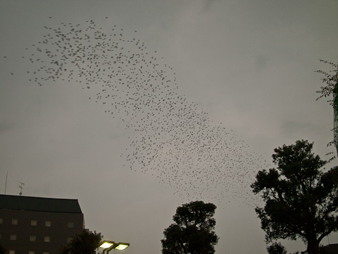 津田沼　椋鳥事情_c0002682_18535784.jpg