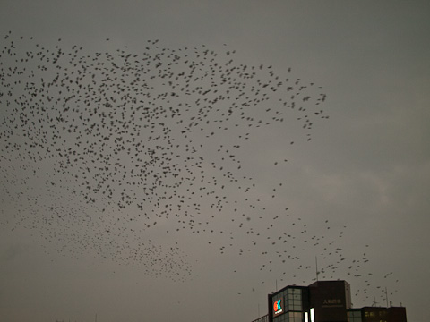 津田沼　椋鳥事情_c0002682_18541629.jpg